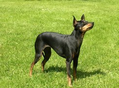 Angielski Toy Terrier
