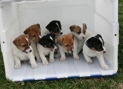 siedem, słodkich, Jack Russell Terrierów