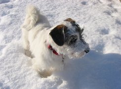 Sealyham Terrier, śnieg, czerwona, obroża