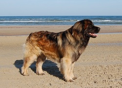 Leonberger, plaża