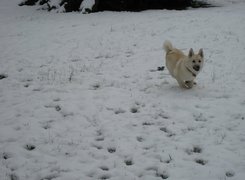 Norsk Buhund, śnieg