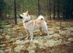 Norsk Buhund, las