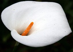 Kwiat, Biała, Kalia