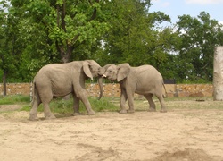 Słonie, Drzewa
