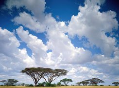 Afryka, Chmury, Drzewa