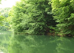 Jezioro Szmaragdowe, Drzewa, Woda