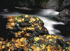 Jesień, Rzeka, Skała, Liście
