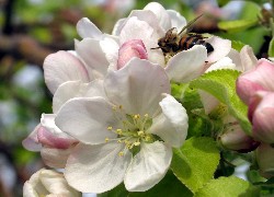 Kwiat, Jabłoni, Pszczoła