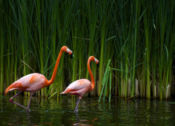 Flamingi, Trzcina