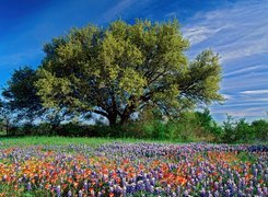 Dąb, Teksas, Wiosna, Kwiaty