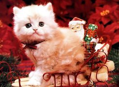 Kotek, Sanie, Boże Narodzenie