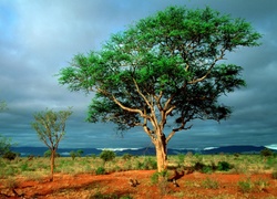 Drzewo, Step, Afryka