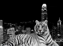 Biały, Tygrys, Miasto