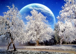 Zima, Planeta, Drzewa