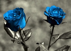 Błękitne, Róże