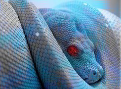 Niebieski, Wąż, Czerwone, Oczy