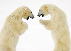 Niedźwiedzie, Polarne, Rozmowa