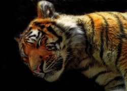 Śpiący, Tygrys