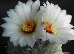 Kaktus, Białe, Kwiaty