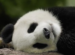 Śpiąca, Panda