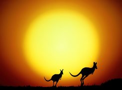 Dwa, Kangury, Zachód, Słońca
