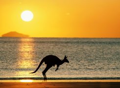 Kangur, Zachód, Słońca, Morze, Plaża