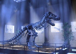 Wystawa, Szkielet, Dinozaura