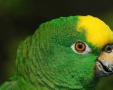 Zielono, Żółta, Papuga, Konura