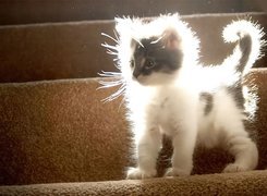 Kotek, Schody, Światło