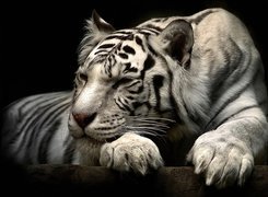 Bengalski, Tygrys