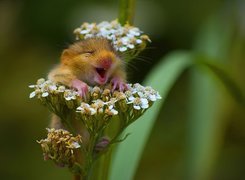 Zadowolona, Myszka, Kwiat
