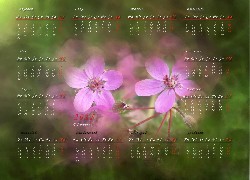 Kalendarz 2011, Kwiaty