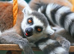 Lemur, Huśtawka