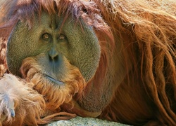Rudy, Orangutan