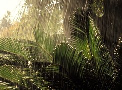 Dżungla, Ulewny, Deszcz, Rośliny