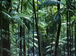 Las, Tropikalny, Australia