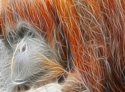 Rudy, Orangutan, Grafika