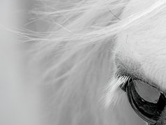 Biały, Koń, Oko