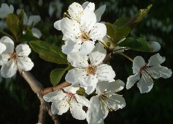 Kwitnące, Drzewo, Mirabelki