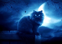 Kot, Noc, Księżyc