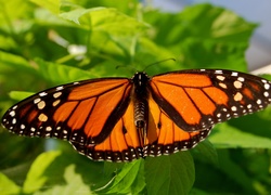 Motyl, Monarcha, Danaid, Wędrowny