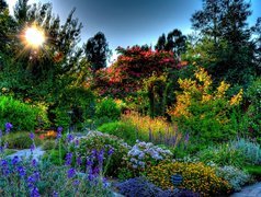 Piękny, Ogród, Słońce