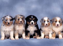 Szczeniaki, Berneński Pies Pasterski, Cztery,  Owczarki australijskie-australian shepherd