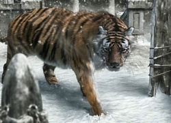 Tygrys, Śnieg, Zima