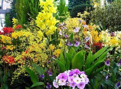 Ogród, Różne, Kolorowe, Kwiaty