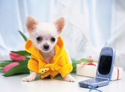 Szczeniak, Telefon, Komórkowy, Chihuahua