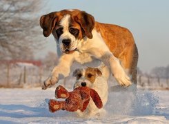 Psy, Bernardyn, Śnieg, Zabawka