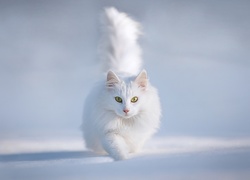 Biały, Kot turecka angora
