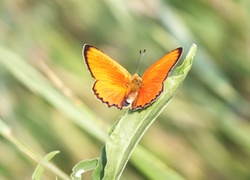 Pomarańczowy, Motyl