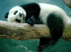 Śpiąca, Panda, Drzewo